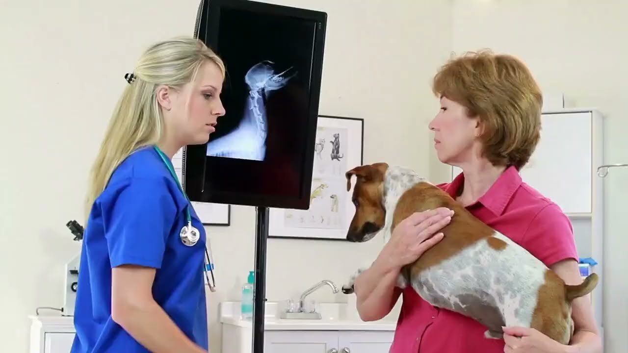 The Importance of Regular Pet Health Checkups A Complete Guide