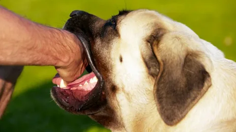Dog Bite Attorney Why Legal Help Matters After a Canine Attack